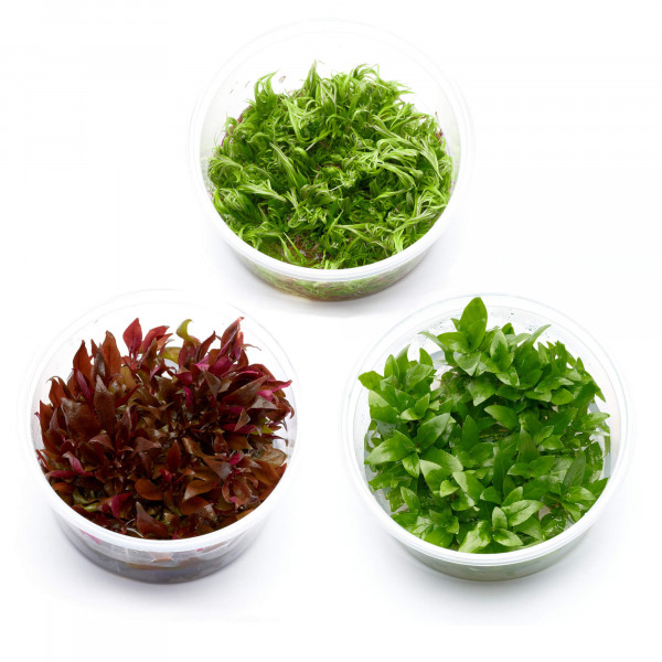 diskus aquarien pflanzen in vitro set s