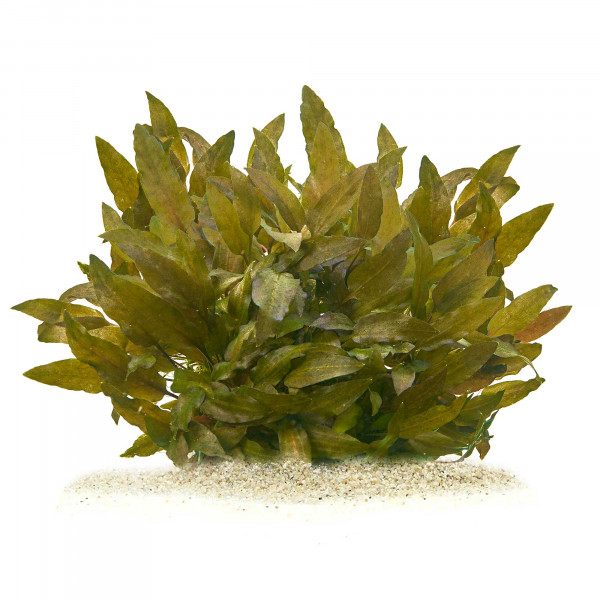 cryptocoryne wendtii pflanze für diskus