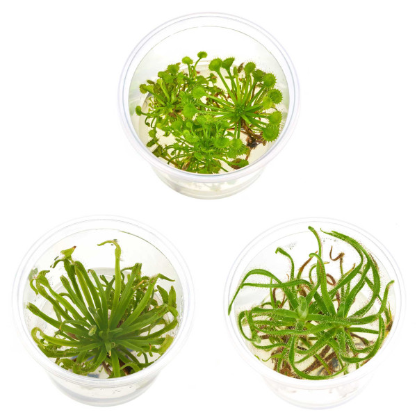 Fleischfressende Pflanzen Terrarium | Karnivorent Set bis zu 4 Stk. | Sonnentau