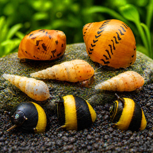 Schnecken-Paket mit 3 Schneckenarten