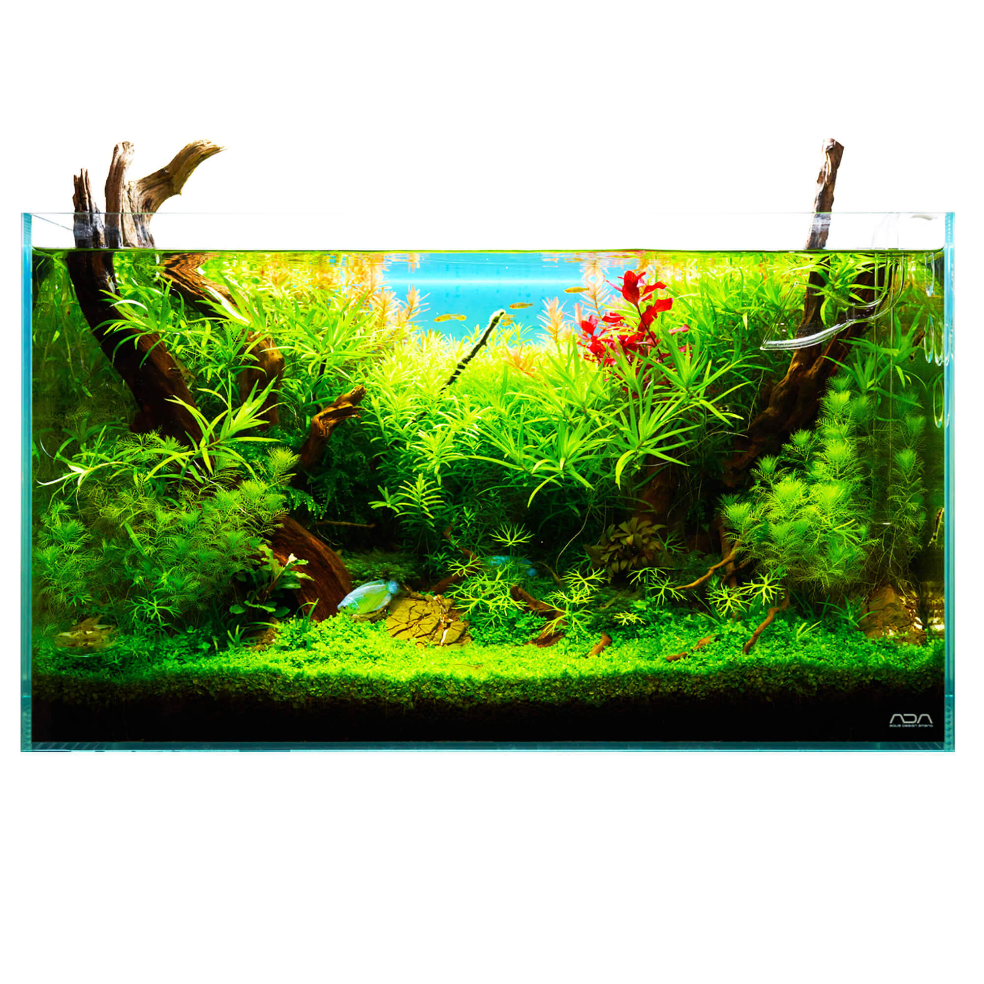 Sitemapcdatahttpsshopinf Inetcomidee Deco Aquarium 60l