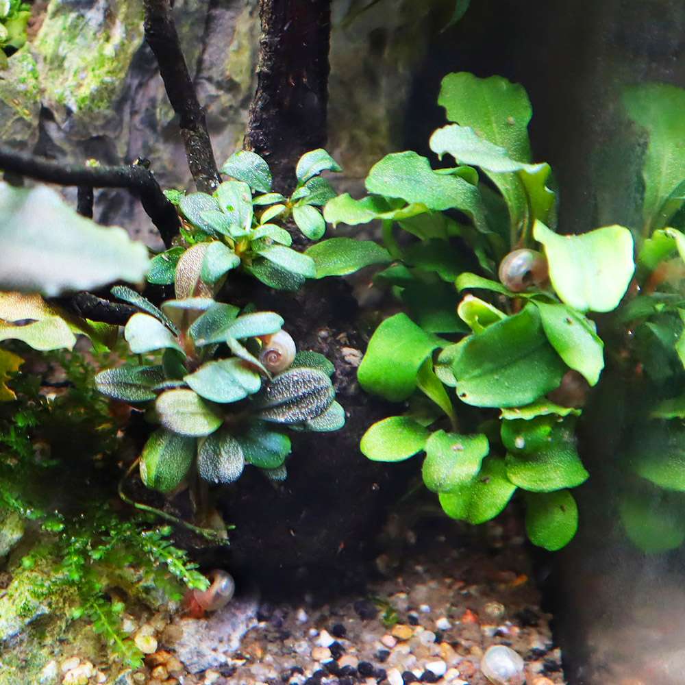 bucephalandra-wavy-green-