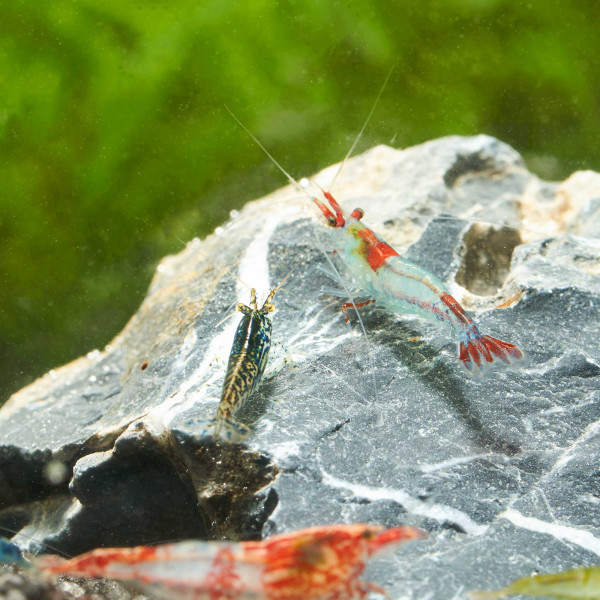 Bunter Garnelen Mix | Neocaridina Wildformen im Paket
