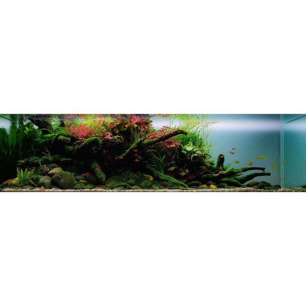 Naturaquarium-einrichten-Einrichtungsbeispielbvh99B7fVfTa4