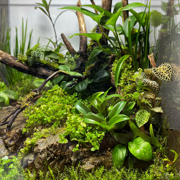 Juwelorchideen Set: 3-4 verschiedene Juwelorchideen (Macodes) | Terrarium - WabiKusa Set