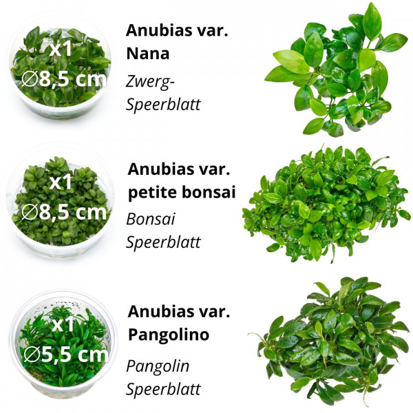 Aufsitzerpflanzen ohne CO2 im Set | Anspruchslose Aufsitzer - In Vitro Set