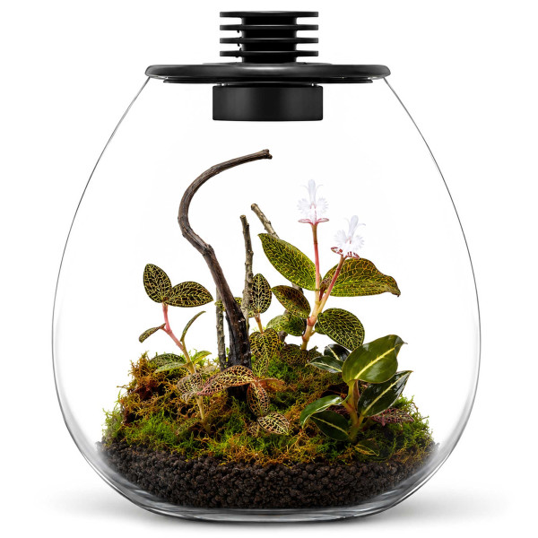 Bioloark Juwelorchideen Flaschengarten Terrarium Set