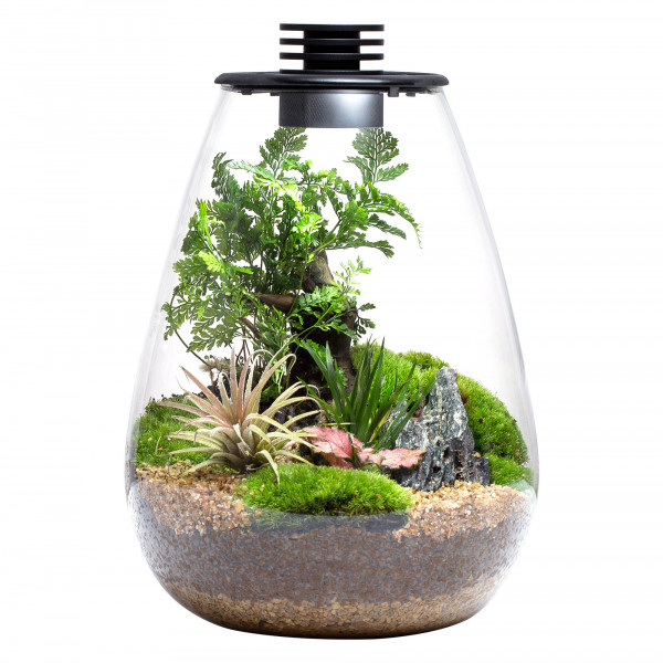 Bioloark Bio Bottle SD 200 Mini Terrarium für Wabi-Kusa, Terrarium und Mooslandschaften günstig online kaufen
