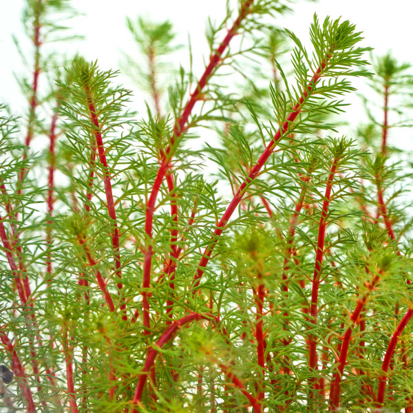 Myriophyllum hippuroides | Dichtblättriges Tausendblatt - in vitro XL 8,5cm
