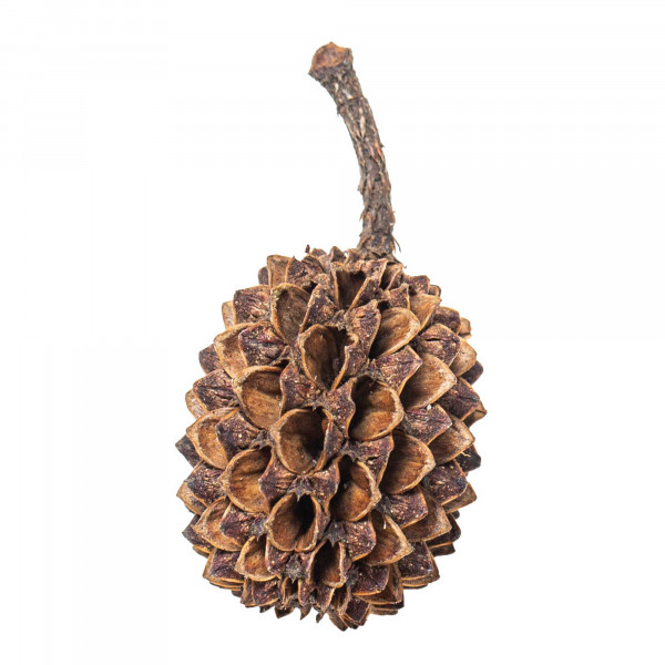 Arka Casuaruna Cones - 50 Stk.