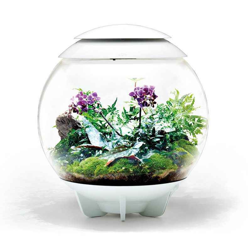 Oase biOrb AIR 60 | Automatisches Pflanzenterrarium | Garnelen-Guemmer