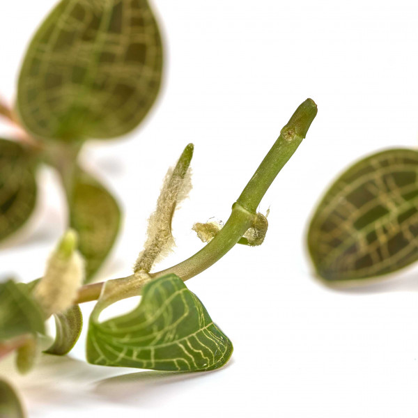 Macodes Petola | Juwelorchidee - in vitro