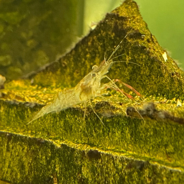 Ringelhandgarnele | Macrobrachium assamense - DNZ