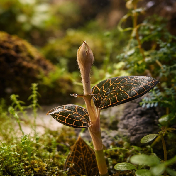 Macodes Anoectochilus roxburghii "Firebird" Knospe