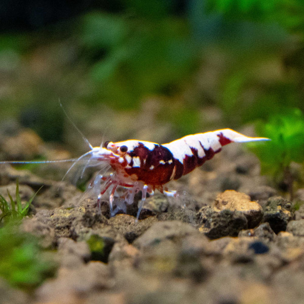 Rote Galaxy Fishbone Garnelen - Caridina Garnele