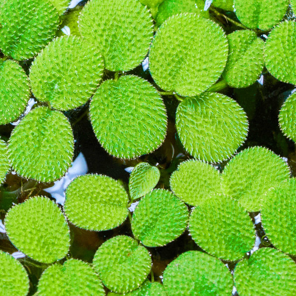 Salvinia minima Kleiner Büschelfarn gewachsen Makro