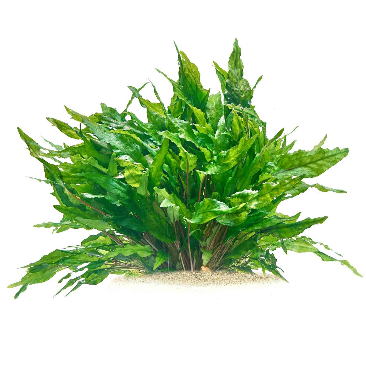 Cryptocoryne wendtii Green Gecko in vitro günstig kaufen | Garnelen-Guemmer