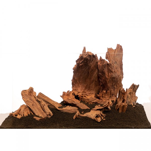 Mangrovenwurzel Mangrove