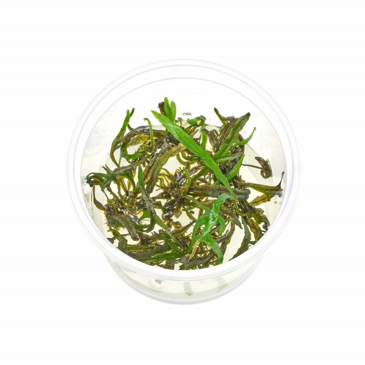 Microsorum pteropus Trident im In-vitro-Becher