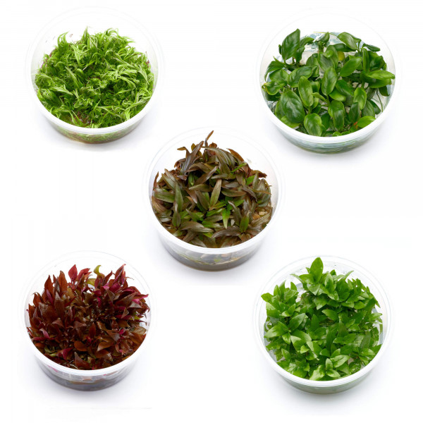 diskus aquarien pflanzen in vitro set m