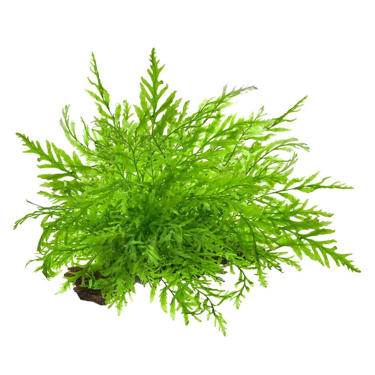 XXL Aquarium Javafarn Set GarnelenGuemmer