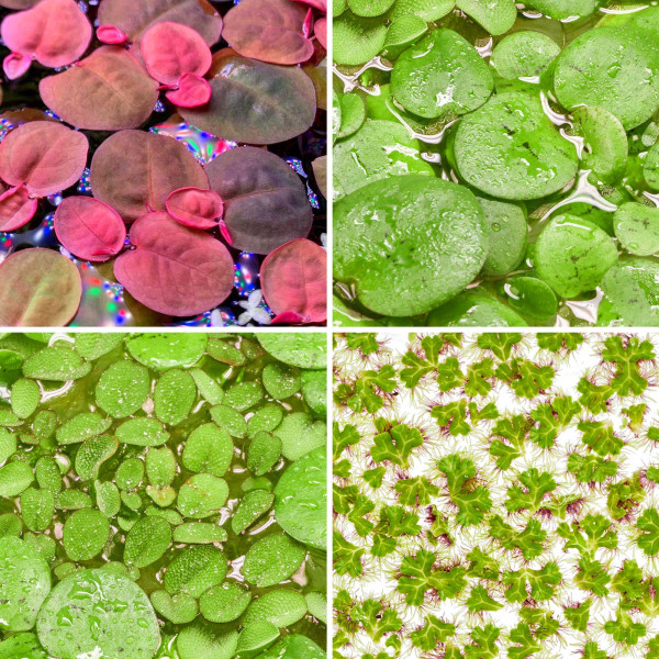 XXL Aquarium- & Teichpflanzenset | Schwimmpflanzen für Teich und Aquarium