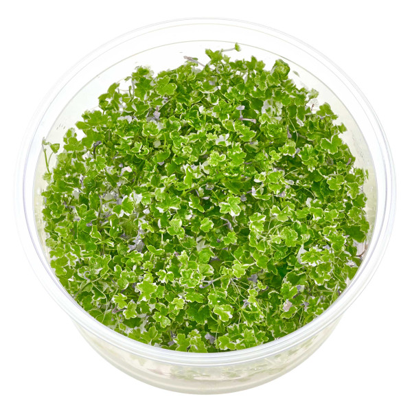 Hydrocotyle tripartita "Mini variegated" Mini Japan Kleeblatt panaschiert in vitro 8,5cm