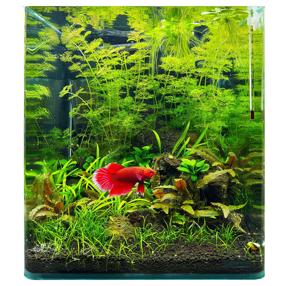 Grünes Betta-Fischblatt Pad, Künstliche Hängematte/Pflanze Mit Saugnapf – Laichplatz & Ruheplatz Für Kampffische, Aquarium-Dekoration