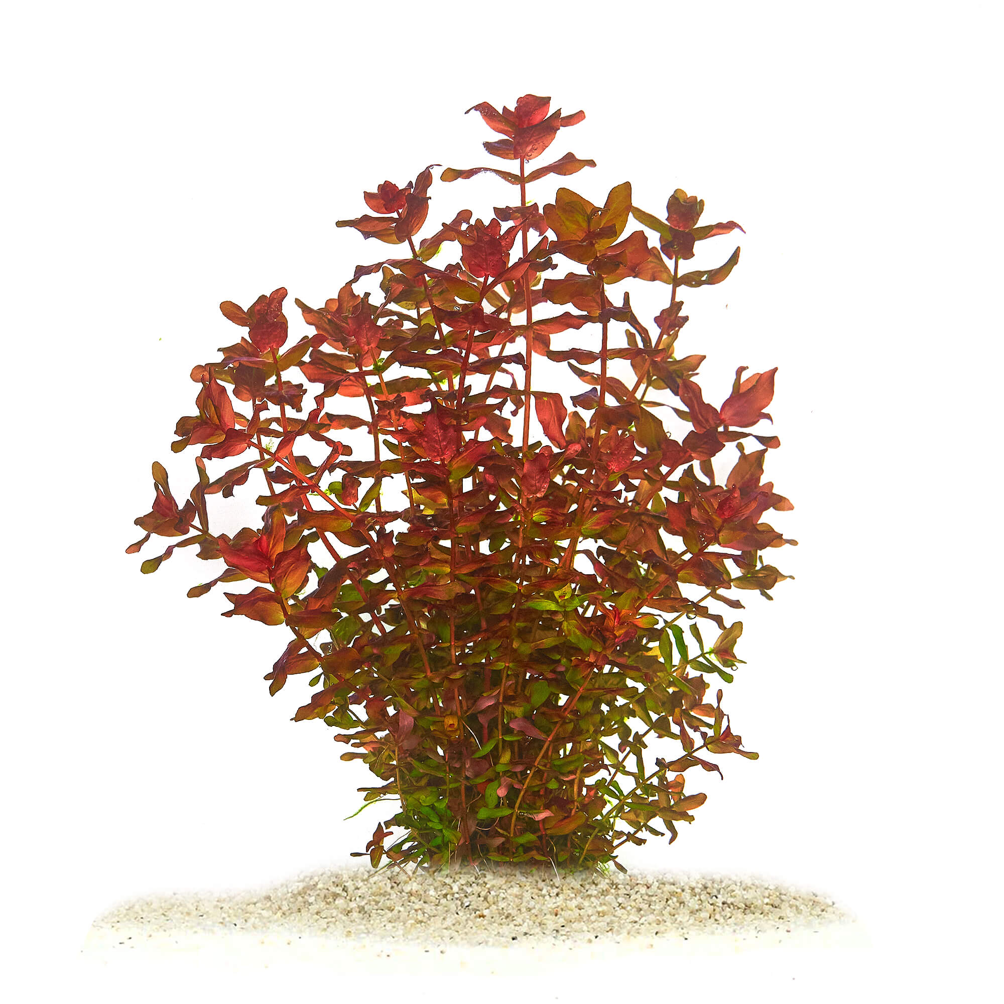 Rotala macrandra