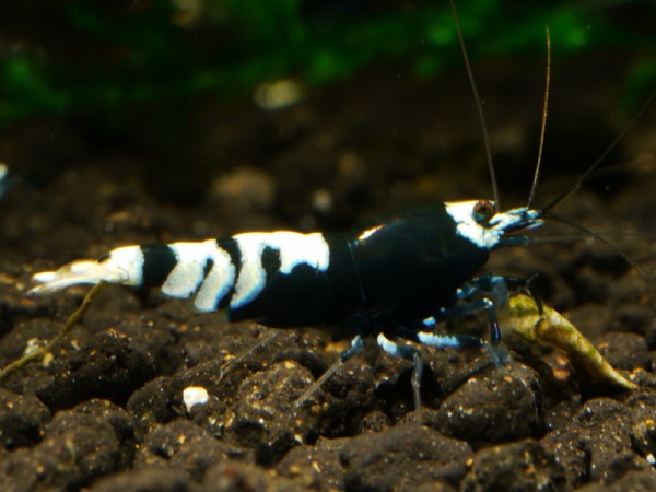 Nanashi Garnelen schwarz