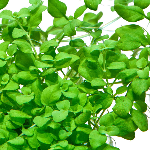 Hygrophila Serpyllum gewachsen im Aquarium Nahaufnahme