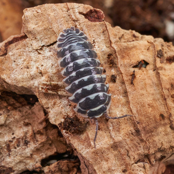 Armadillidium maculatum „Zebrarollassel" | DNZ