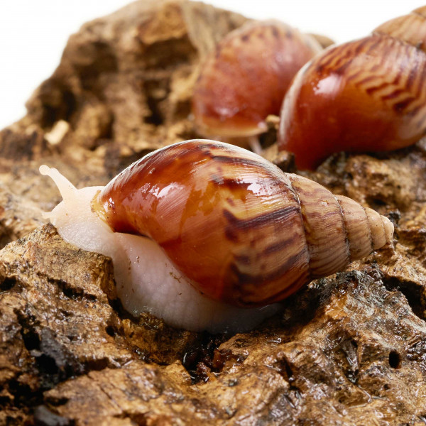 Achatnia Reticulata "White Jade " | Weiße Achatschnecke - DNZ