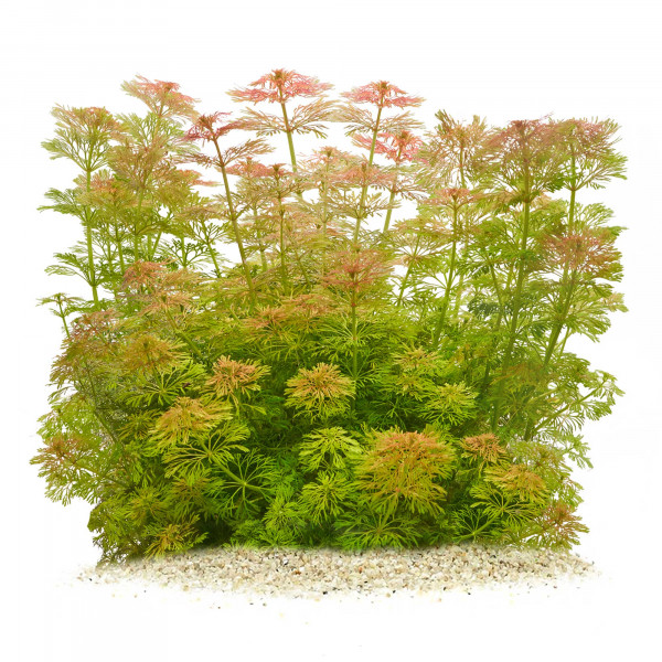 Aquarium Pflanzen für viel Sauerstoff | Sauerstoffproduktion