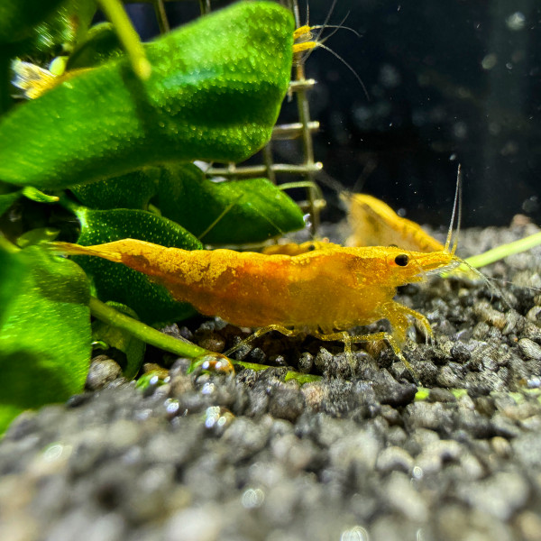 Crested Cream Garnele - Neocaridina