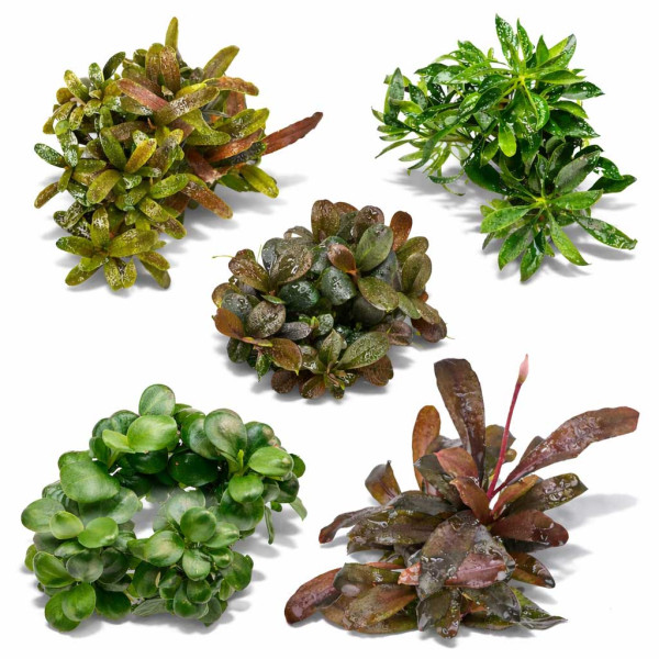 Bucephalandra & Anubias Aufsitzerpflanzen Set – Mix für Aquascaping & Nano Aquarium 7 Stk.
