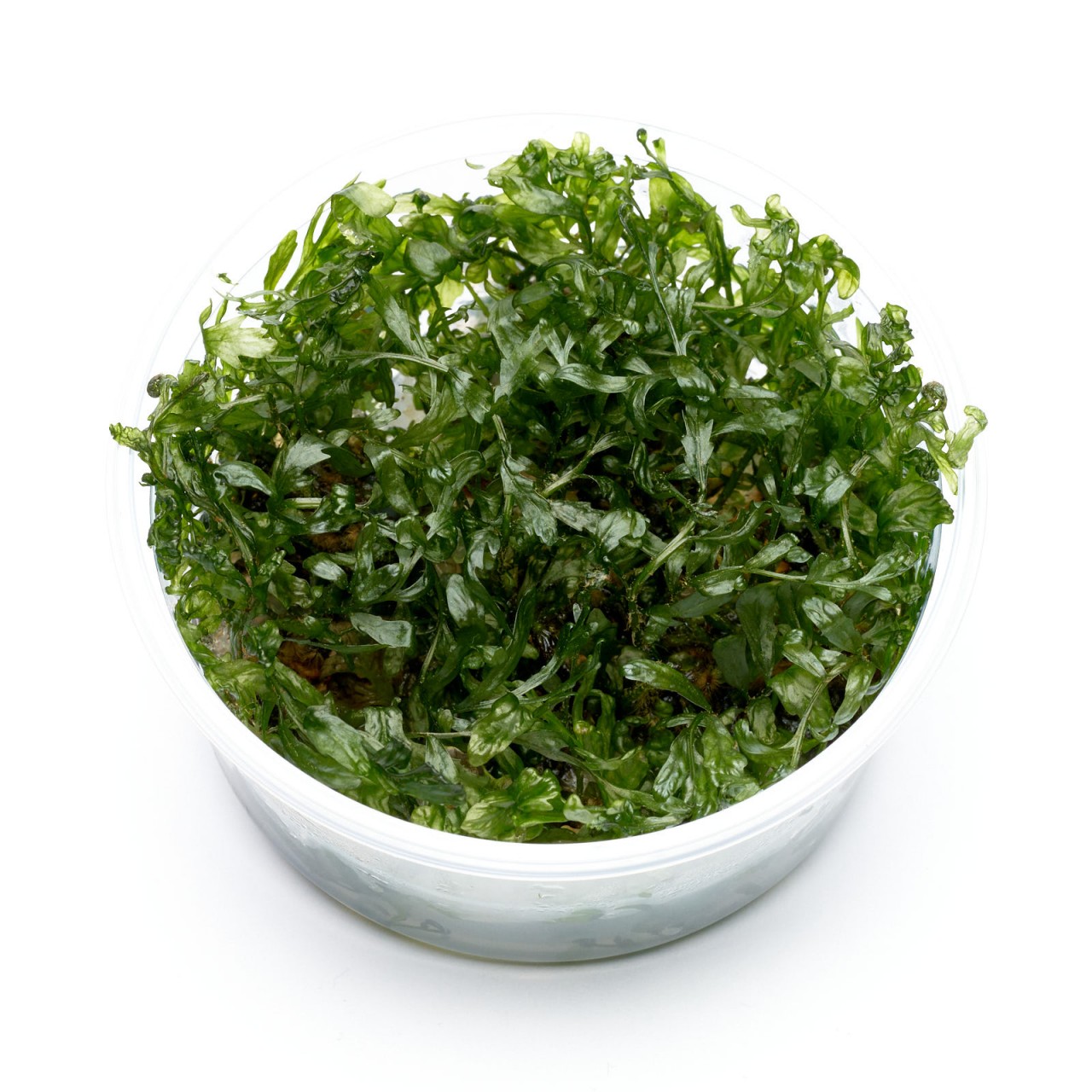 Bolbitis heudelotii im XL-In-vitro-Becher