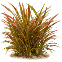 Cryptocoryne spiralis "Red" Roter Spiral Wasserkelch gewachsen im Aquarium Cryptocoryne spiralis "Red" Roter Spiral Wasserkelch gewachsen im Aquarium