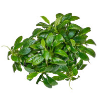 Anubias bateri var. nana Pangolino Anubias bateri var. nana Pangolino