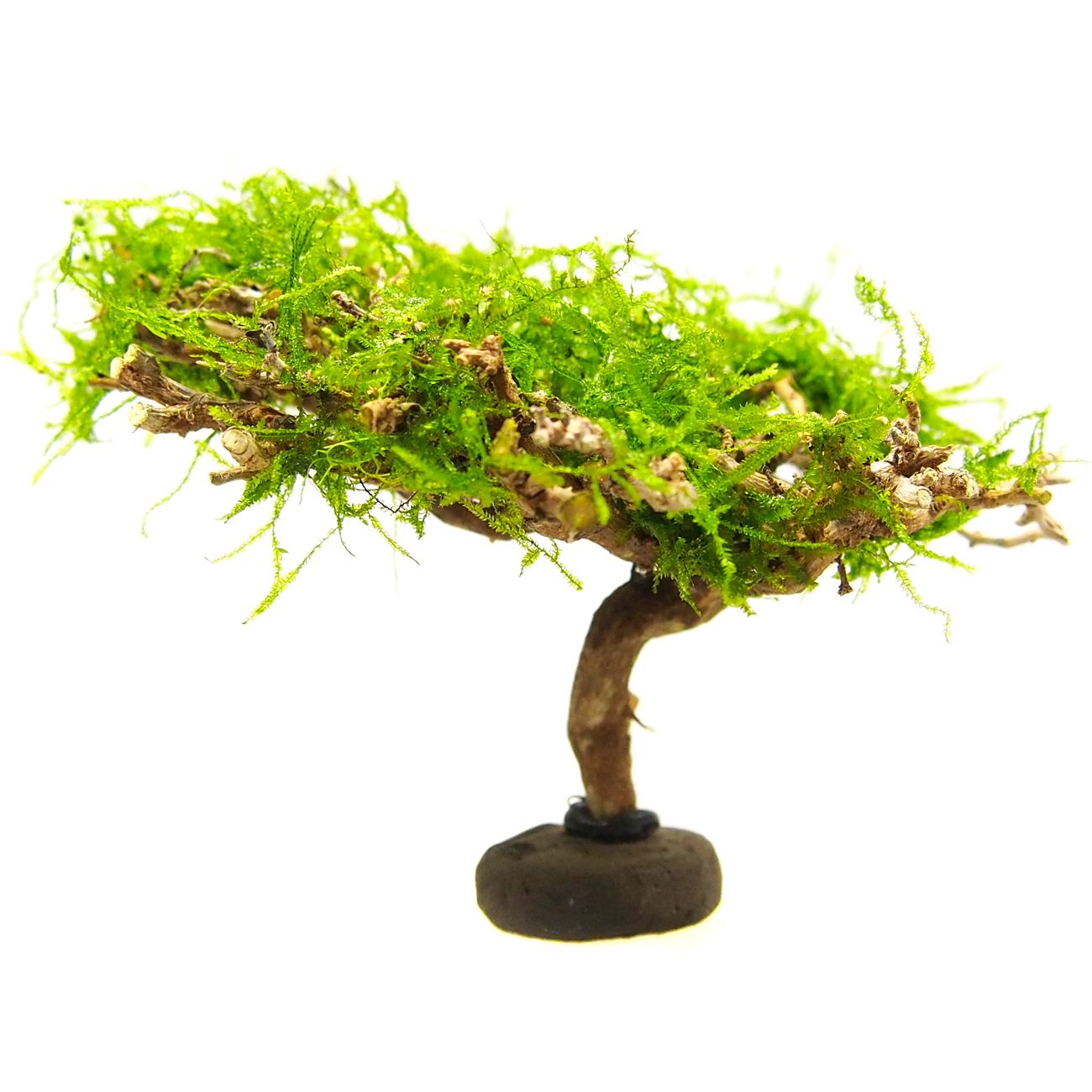 Bonsai Baum Für Aquarium
