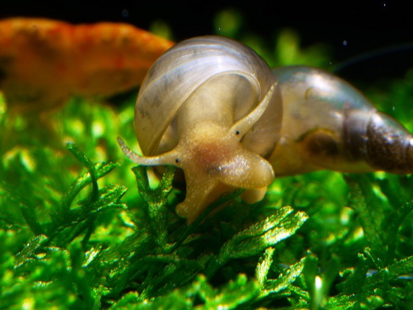 Spitzschlammschnecke | Lymnaea stagnalis