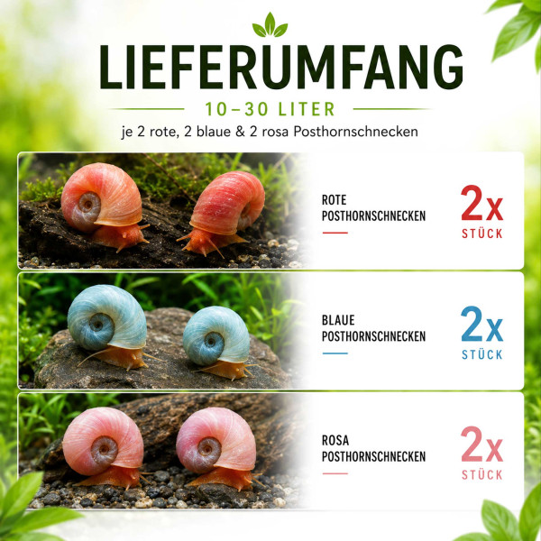 Bunter Posthornschnecken Mix Rot, Blau & Rosa Lieferumfang 10-30 Liter