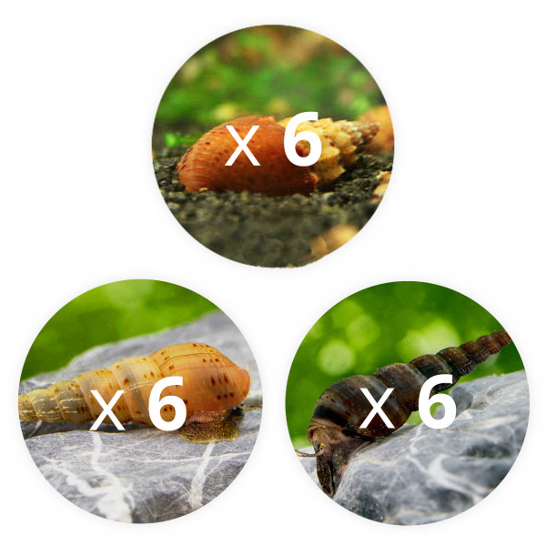 Schnecken gegen Futterreste im Aquarium Posthornschnecken Set L