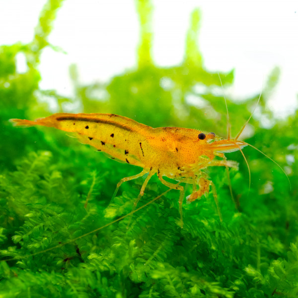 BESTSELLER Caridina Garnelen Paket | 8 x Shrimp Lollies geschenkt