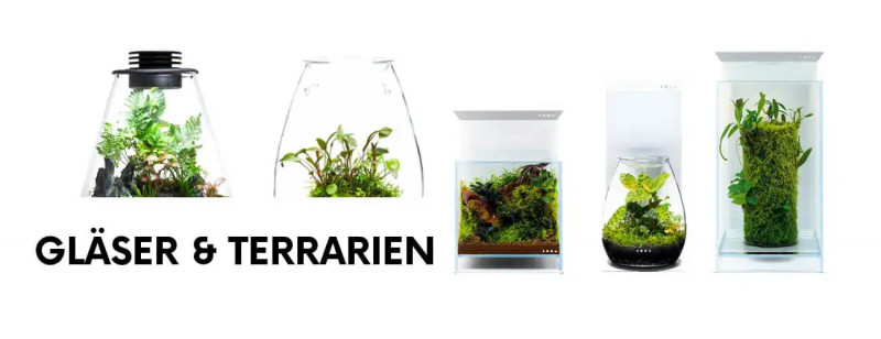 Wabi-Kusa, Terrarium, Flaschengarten  Alles, was du brauchst