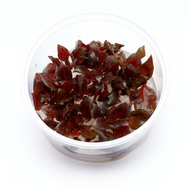 Alternanthera reineckii Rosanervig Aquarium Pflanze mit großen Blättern Set L