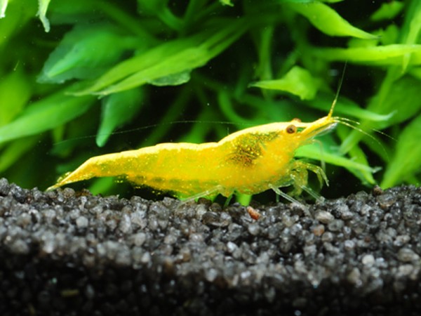 Neocaridina Premium Paket | 24 farbenfrohe Garnelen