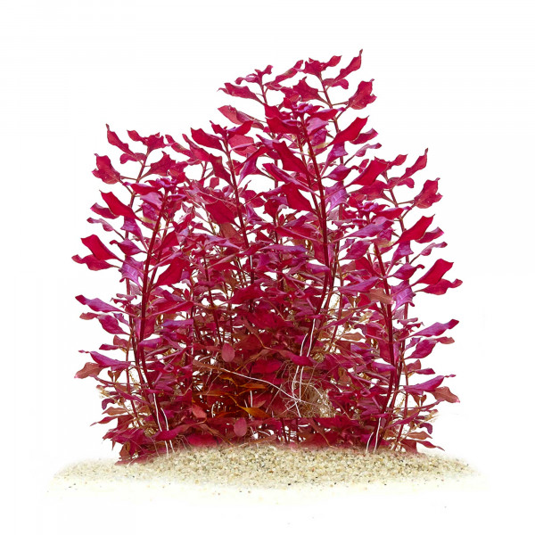 Aquariumpflanzen ohne CO2 Einsteiger Komplettset In Vitro XL Bestseller & Sets für