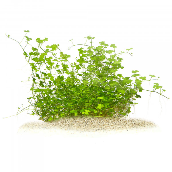 Hydrocotyle tripartita Mini gewachsen