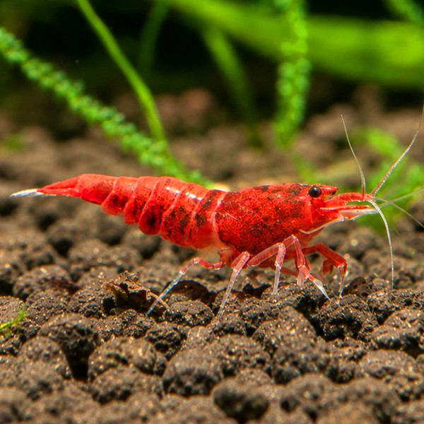 Red Diamond Extreme Ruby Taiwan Bee